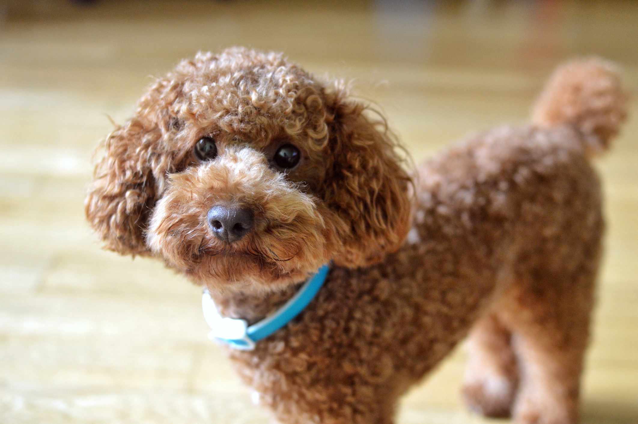do all poodles have curly hair